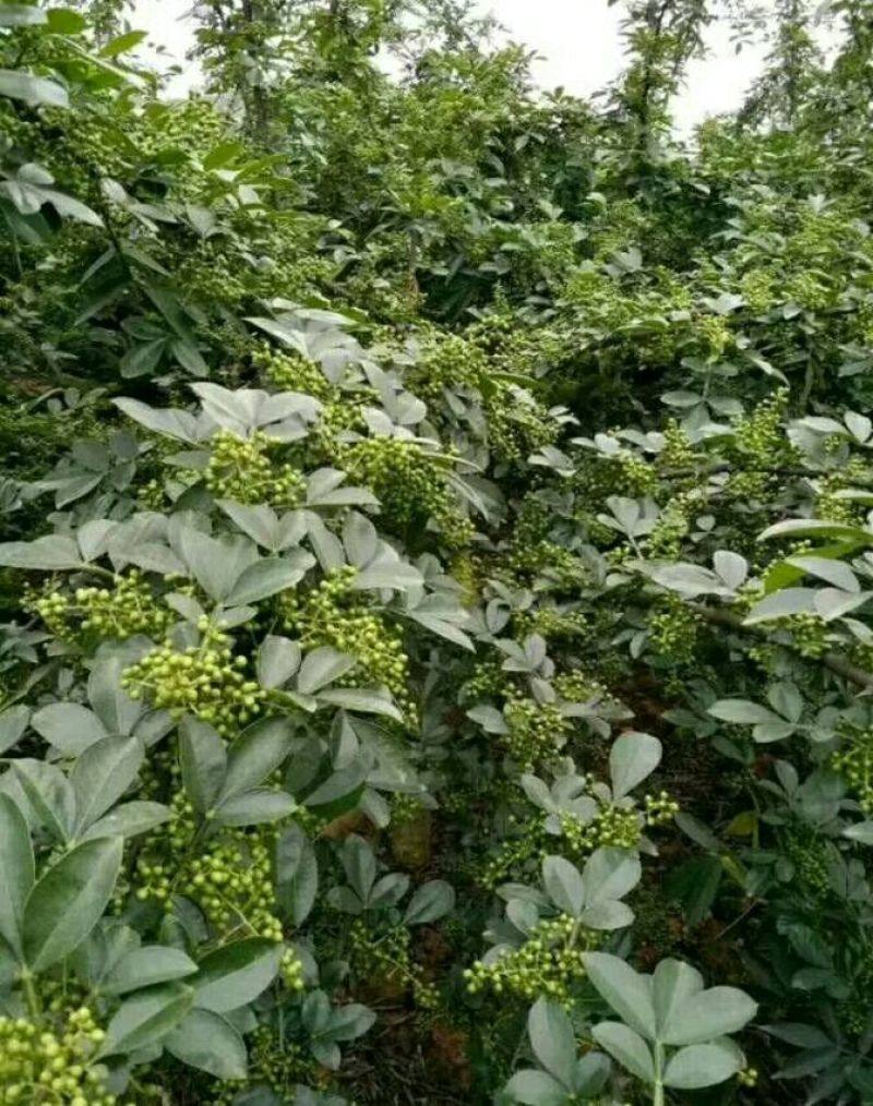 花椒苗青椒苗九叶青椒苗