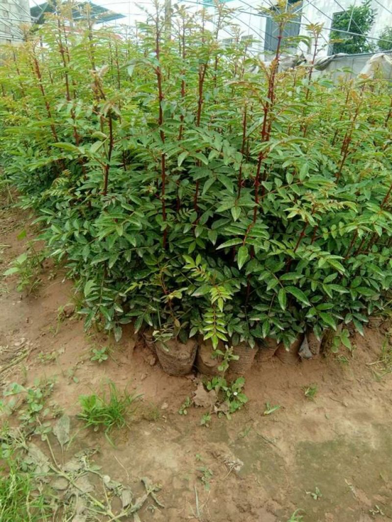 花椒苗青椒苗九叶青椒苗