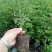 花椒苗青椒苗九叶青椒苗
