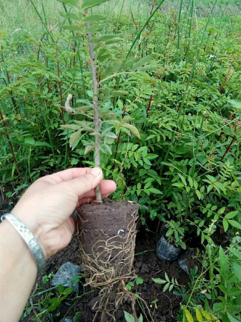 花椒苗青椒苗九叶青椒苗