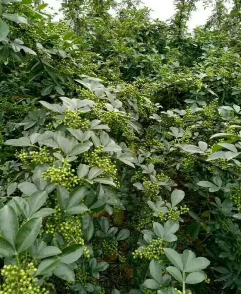 花椒苗青椒苗九叶青椒苗