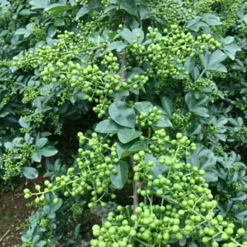 花椒苗青椒苗九叶青椒苗