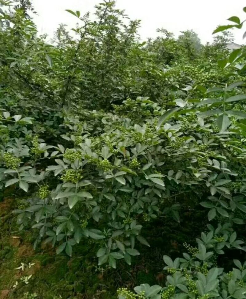 花椒苗青椒苗九叶青椒苗