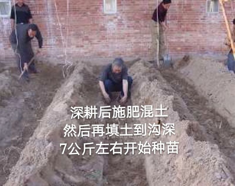芦笋苗两年苗生长快，来年即可收芦笋，农家推荐