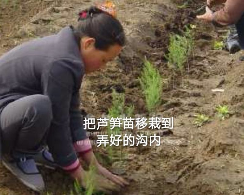 芦笋苗两年苗生长快，来年即可收芦笋，农家推荐