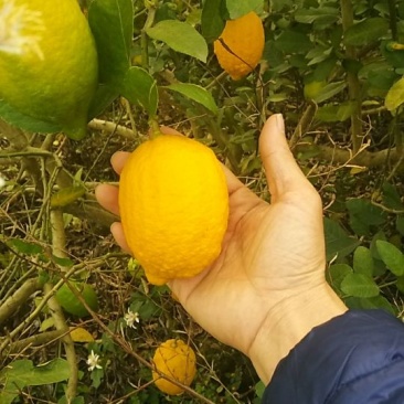 柠檬2~2.6两
