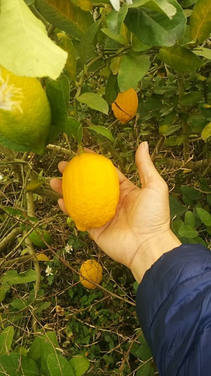 柠檬2~2.6两