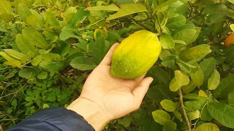 柠檬2~2.6两