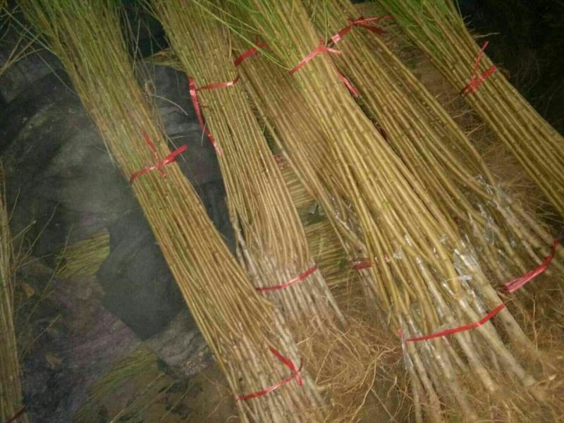黄金冠桃树苗锦绣黄桃黄金蜜秋彤冬桃免费技术指导包邮