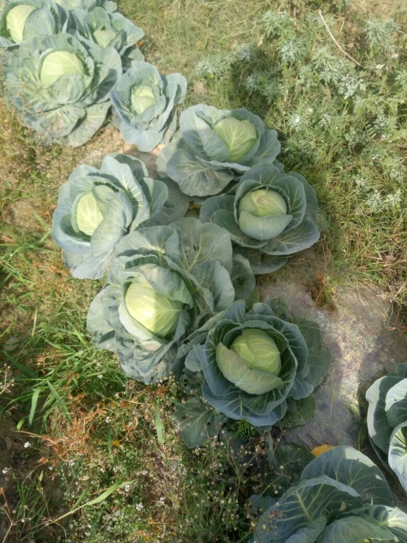铁杆大葱40cm以上毛葱2cm左右