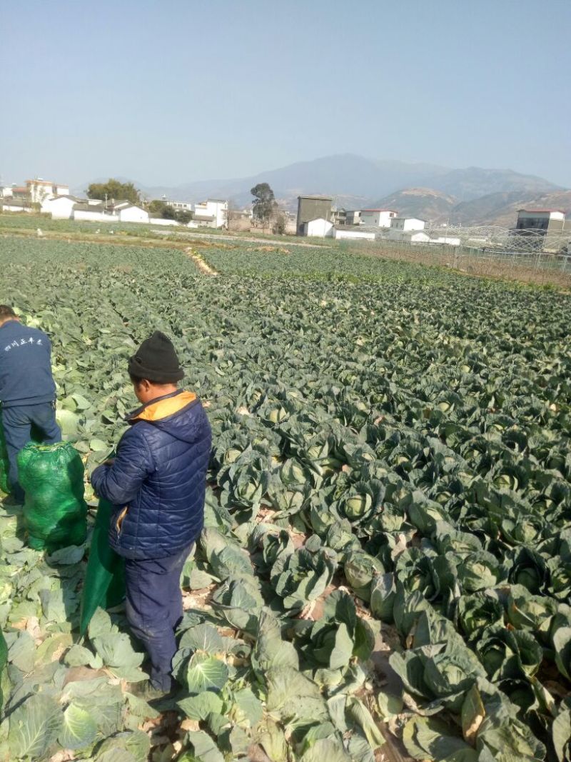 铁杆大葱40cm以上毛葱2cm左右