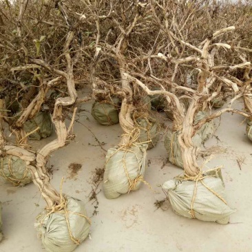 金银花1米以下