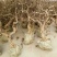 金银花1米以下
