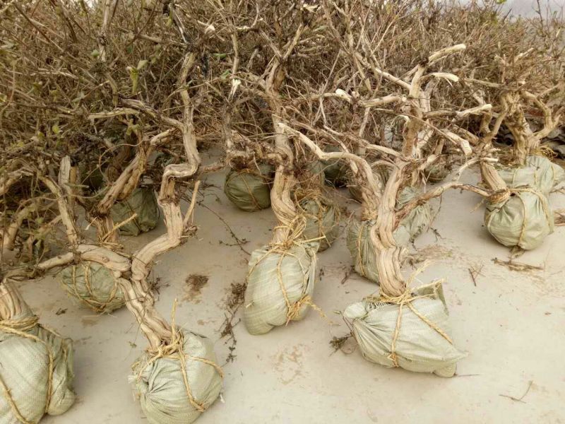 金银花1米以下