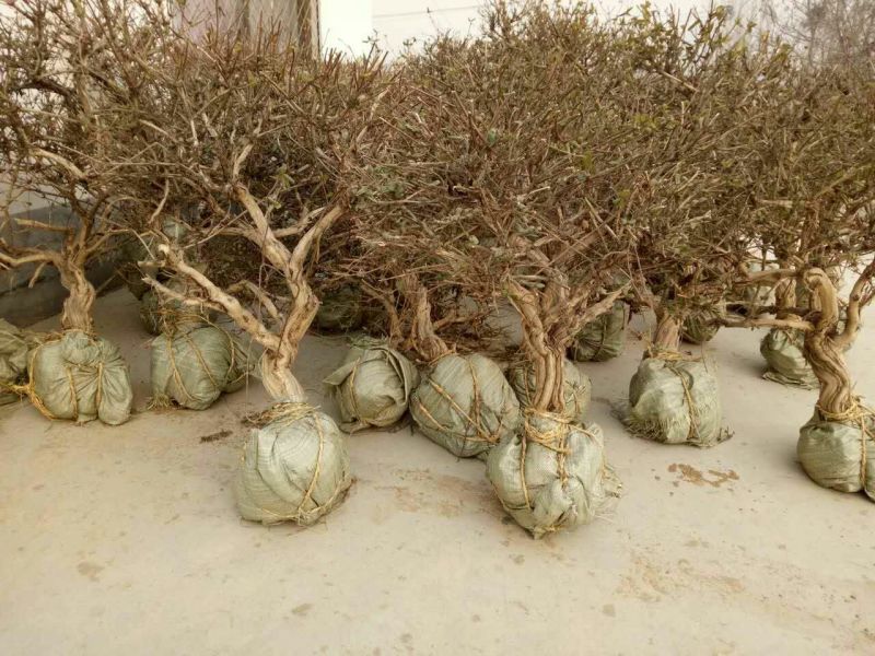 金银花1米以下