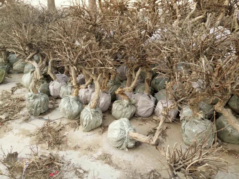 金银花1米以下