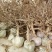 金银花1米以下