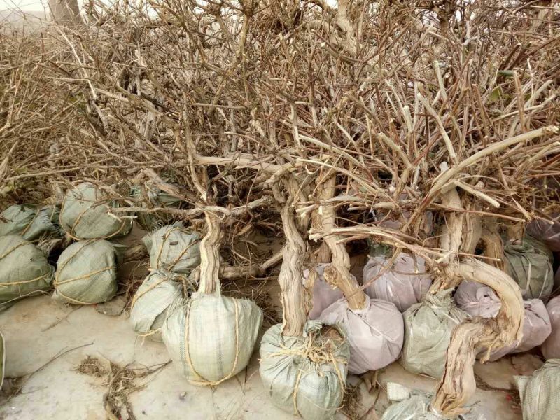 金银花1米以下