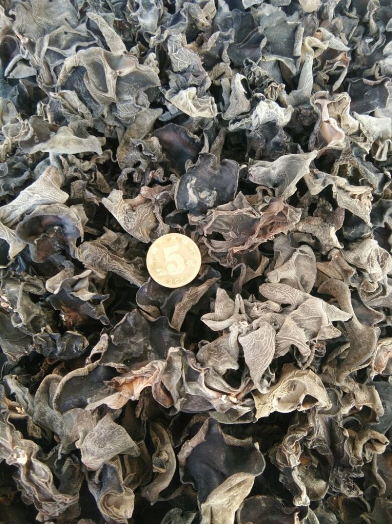 黑木耳一级