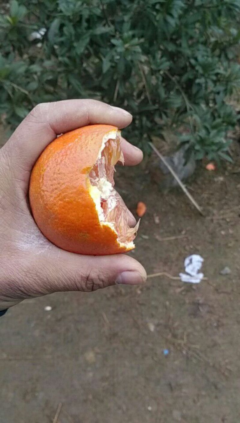 代收红心脐橙