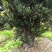罗汉松树桩15~20cm