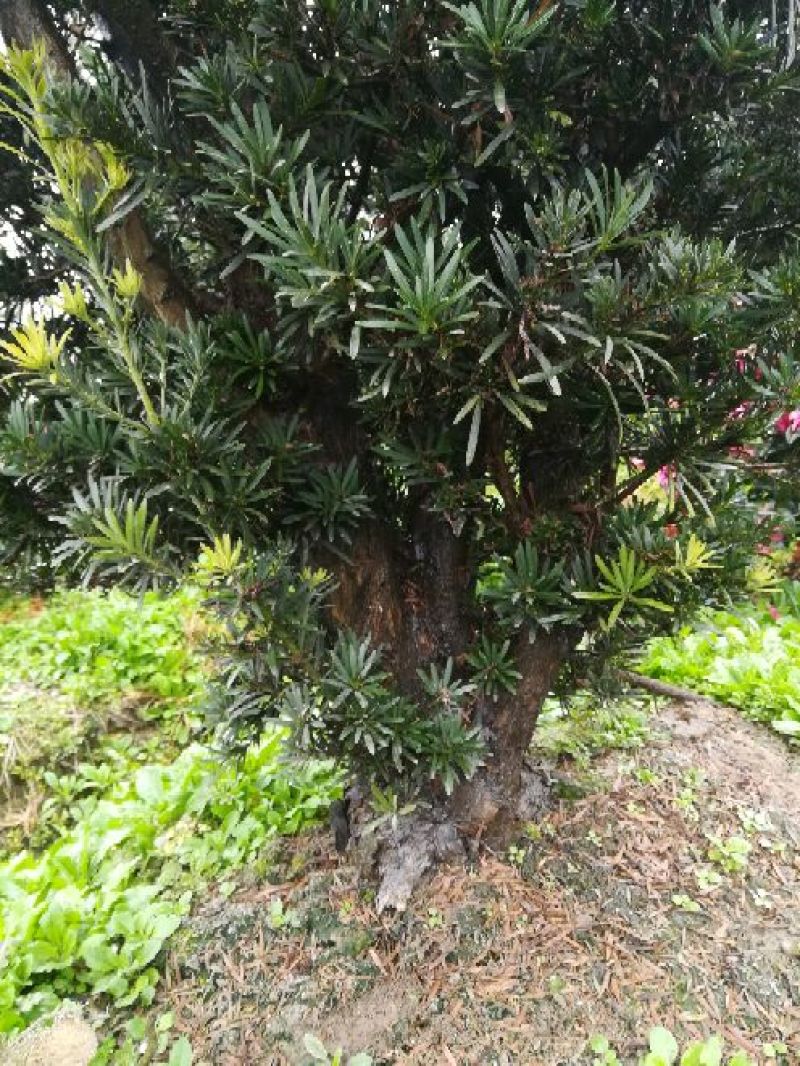罗汉松树桩15~20cm