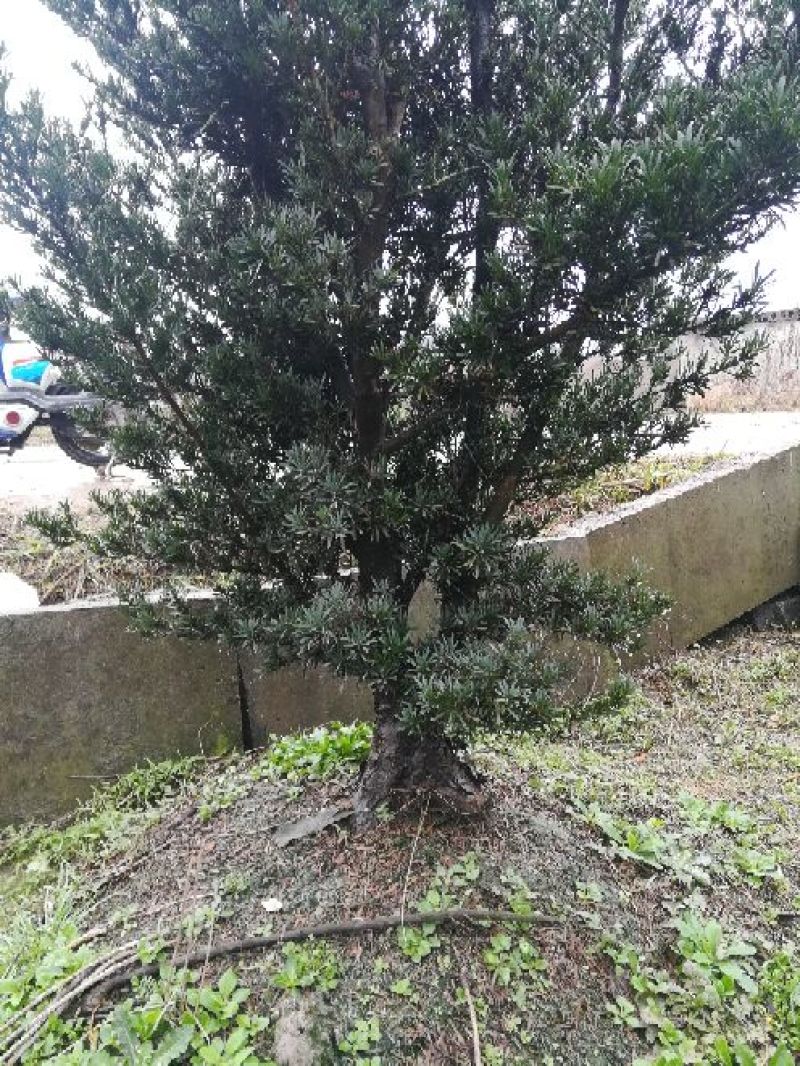 罗汉松树桩15~20cm