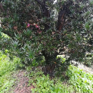 罗汉松树桩15~20cm
