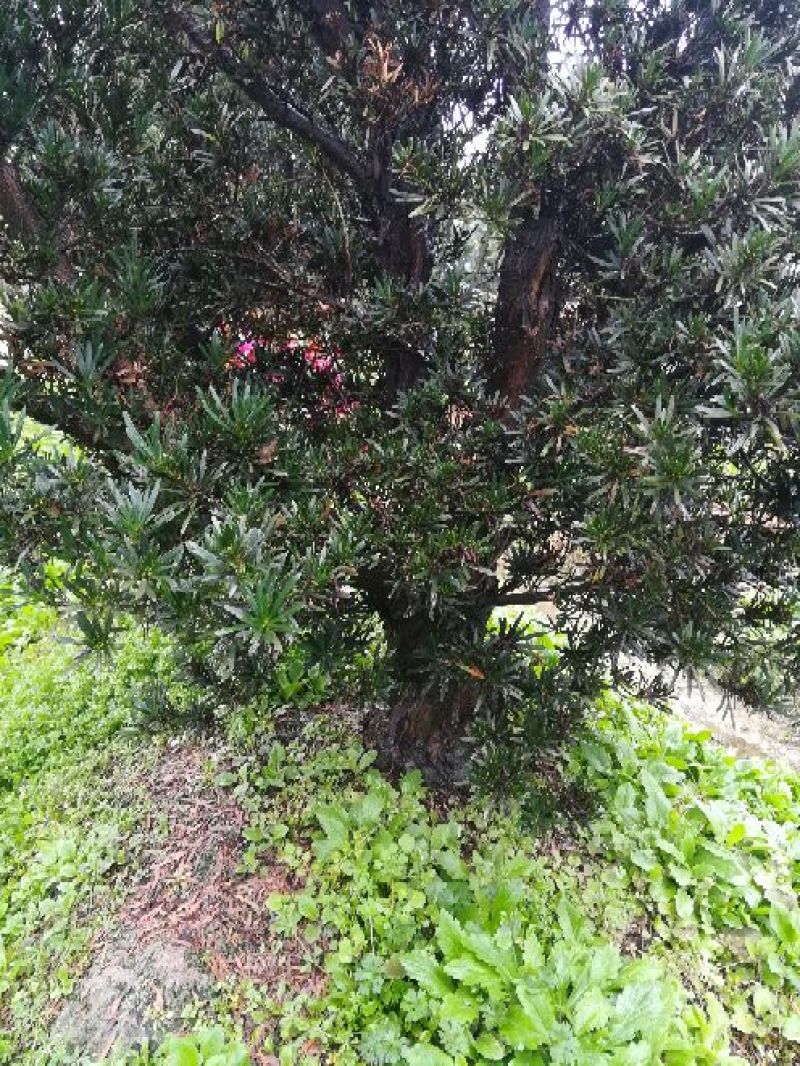 罗汉松树桩15~20cm