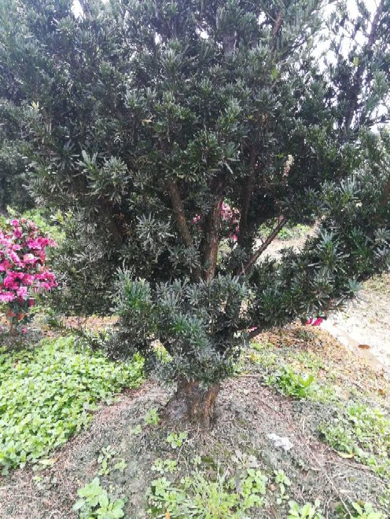罗汉松树桩15~20cm
