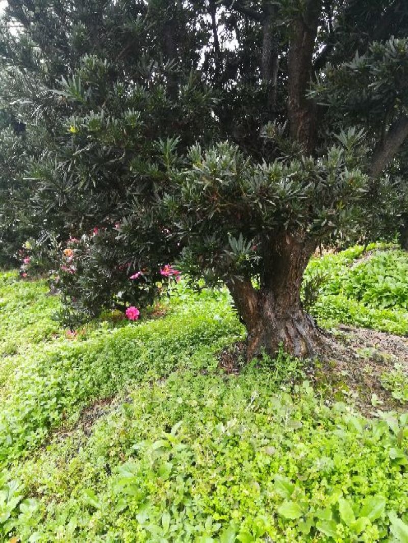 罗汉松树桩15~20cm