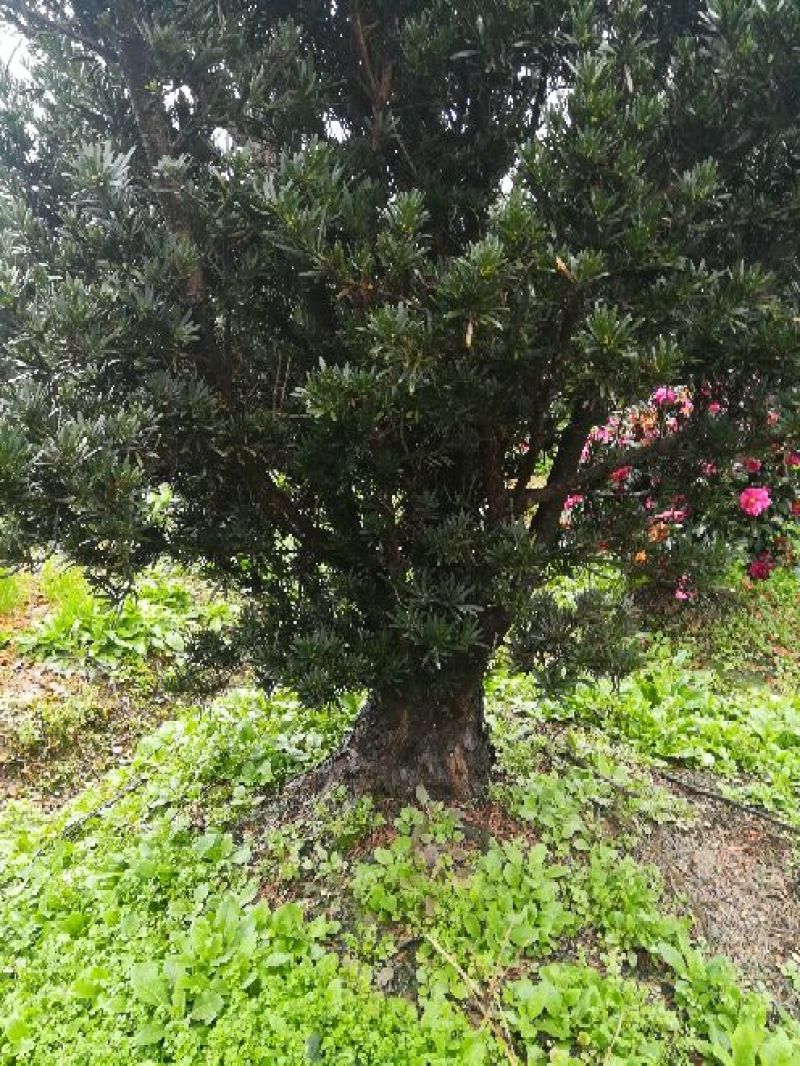 罗汉松树桩15~20cm