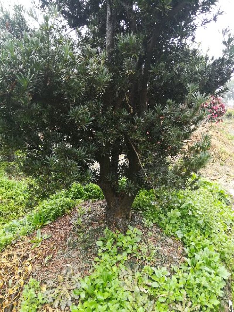 罗汉松树桩15~20cm