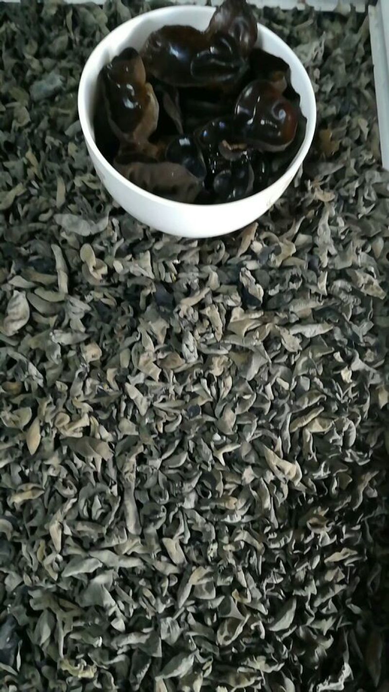 黑木耳一级