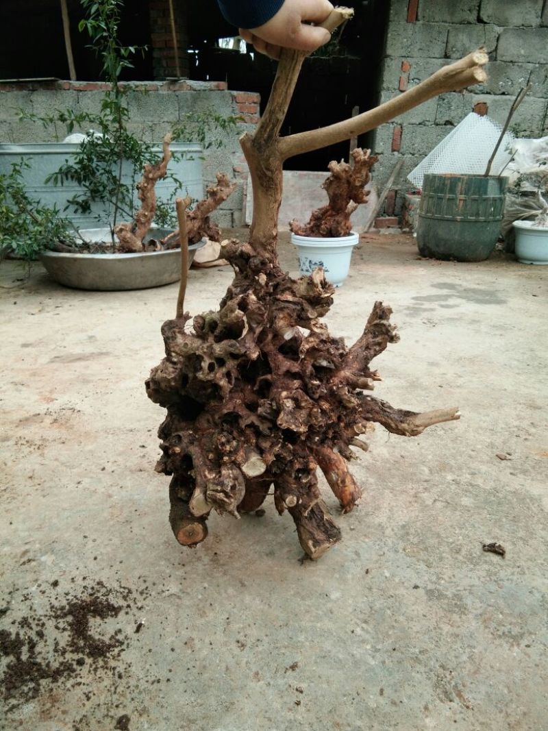 黄荊疙瘩盆景