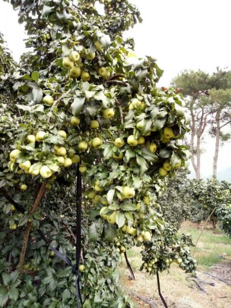 山楂苗40~50cm