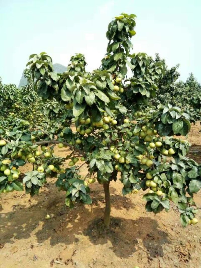 山楂苗40~50cm