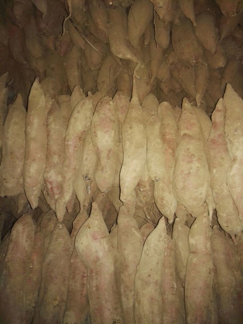 兴平精品板粟薯大量上市，对接市场，对接超市。