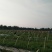 商薯19红薯种苗基地直供满足需求量各种薯苗齐全量大