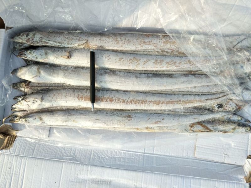 刀鱼食用冻鱼