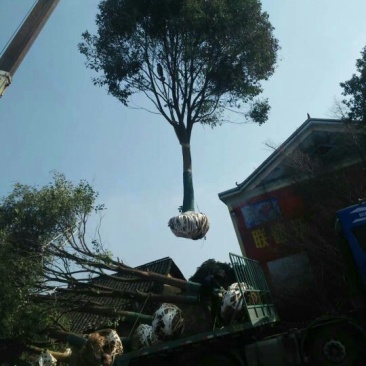 香樟20cm以上18~20cm4米以上