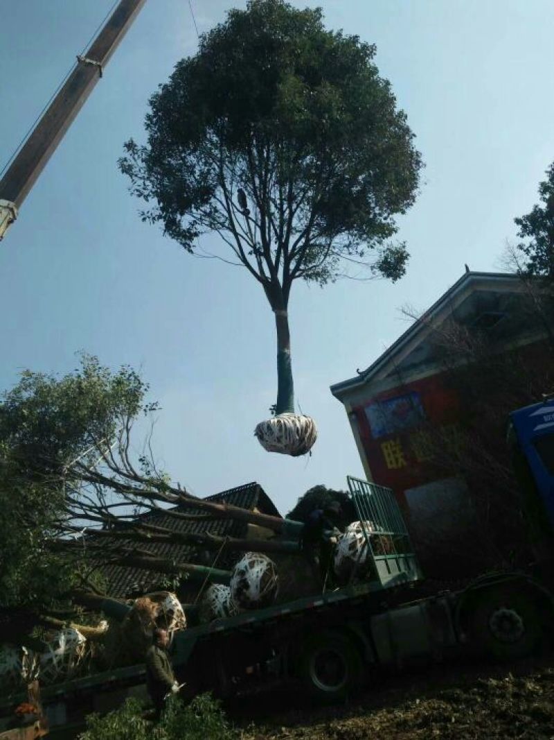 香樟20cm以上18~20cm4米以上