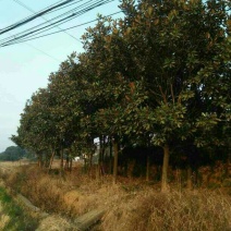 广玉兰14~16cm