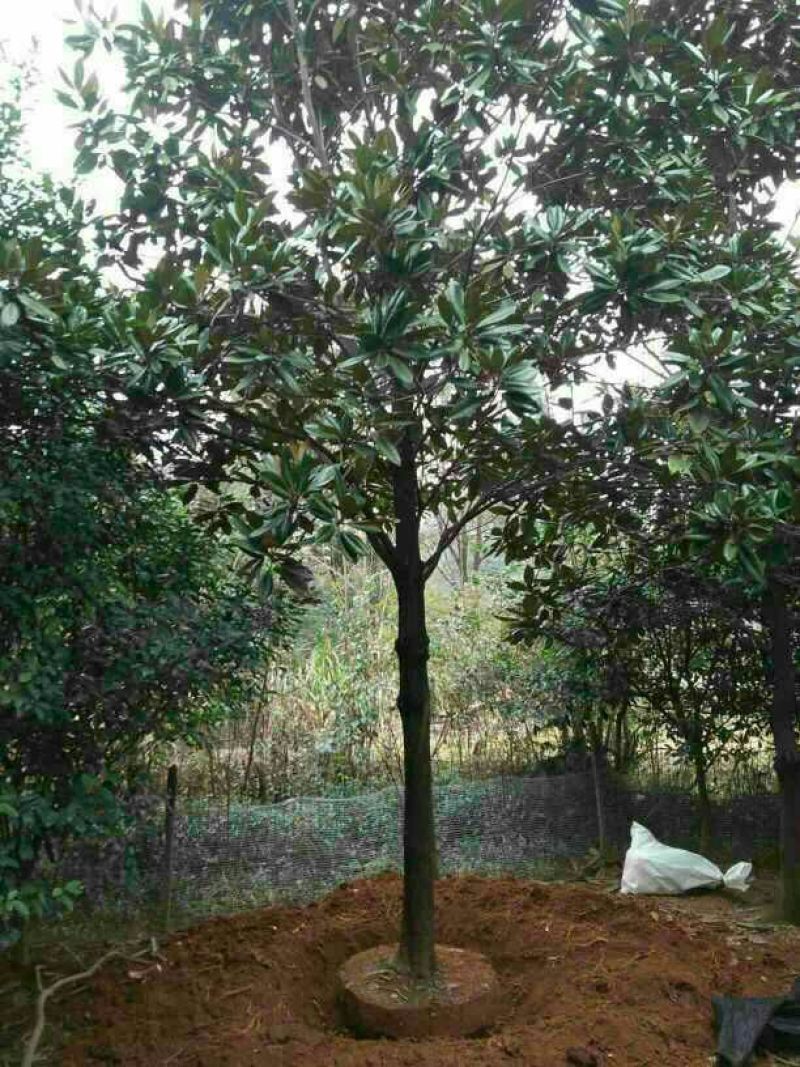 广玉兰14~16cm