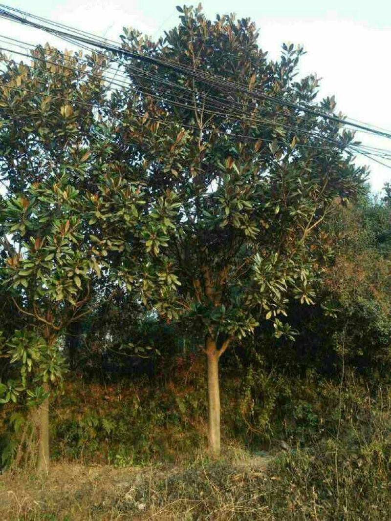 广玉兰14~16cm