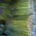 芹菜55cm以上，大量上市！