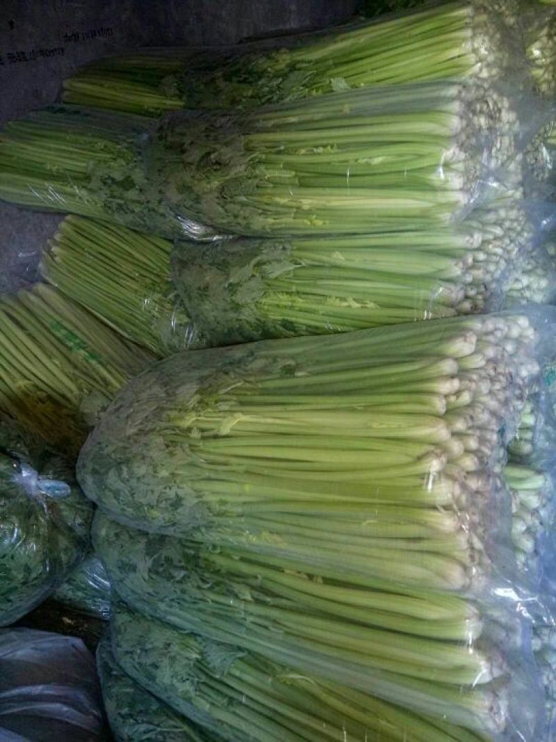 芹菜55cm以上，大量上市！