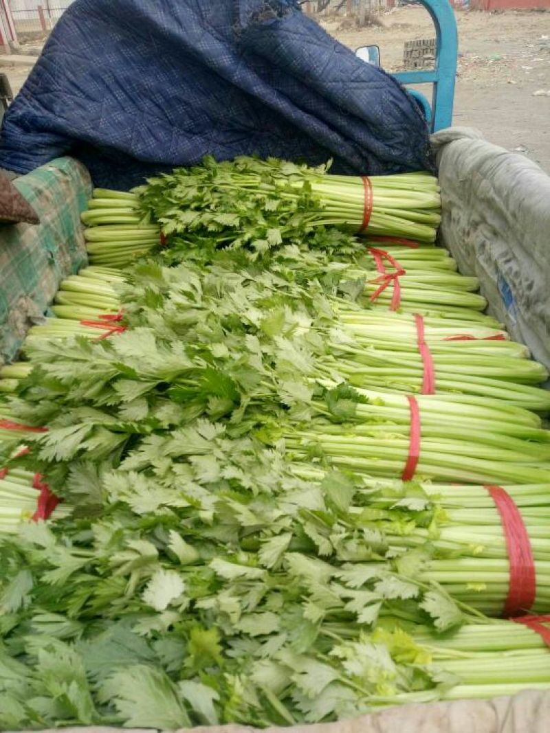 芹菜55cm以上，大量上市！