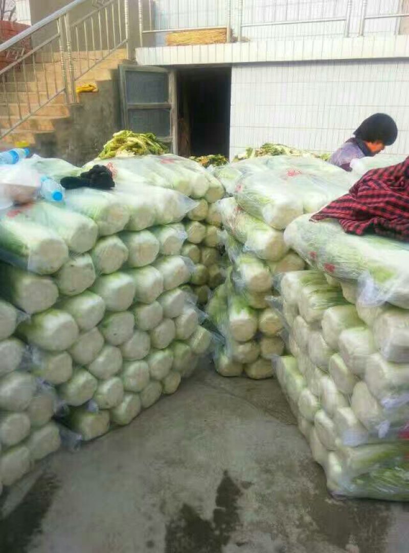 北京三号大白菜大量上市