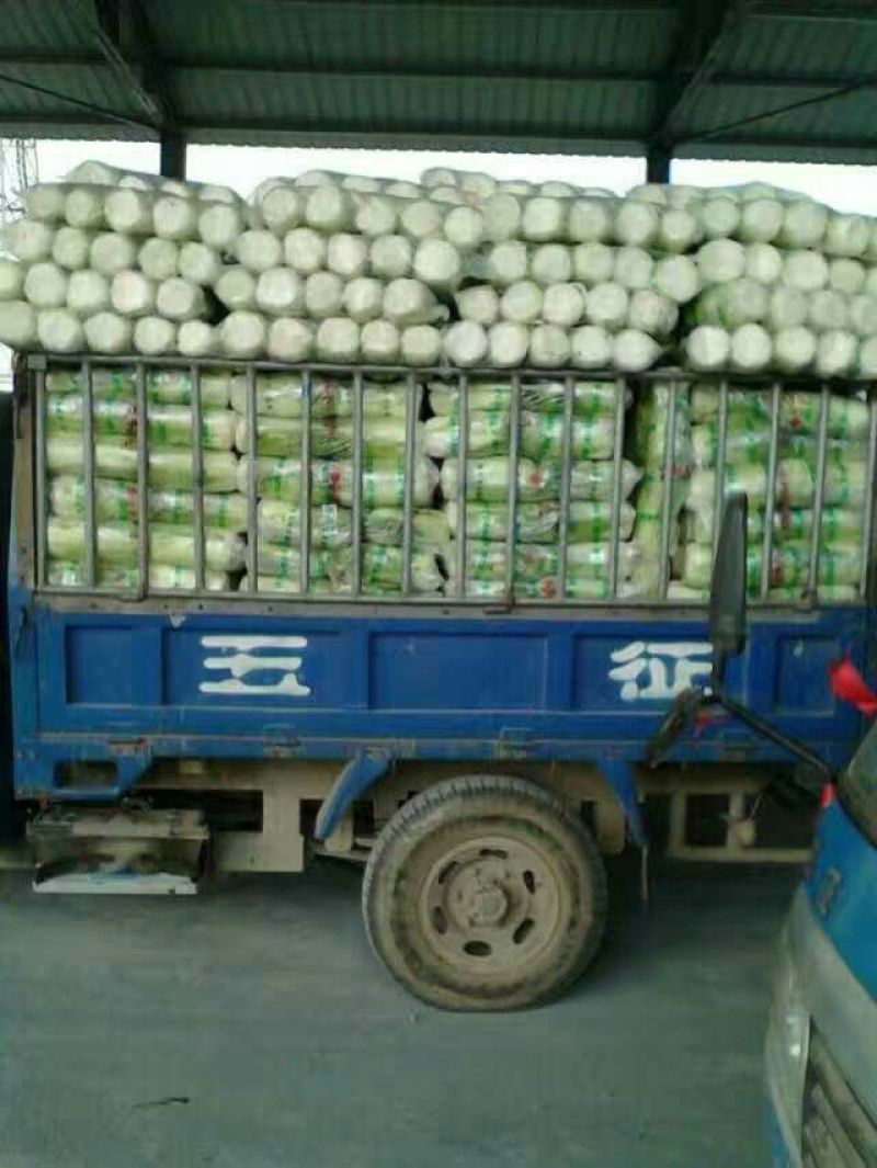 北京三号大白菜大量上市